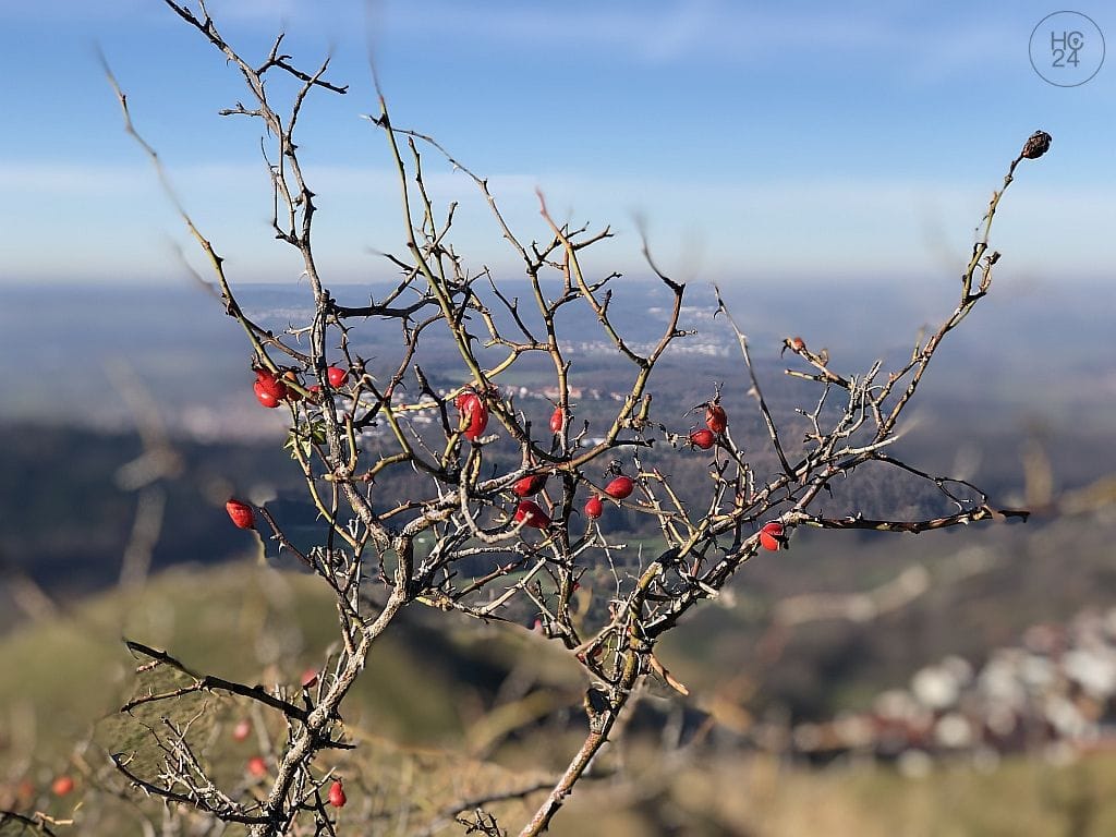 property detail images